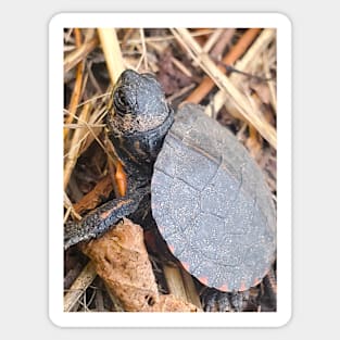 Baby Snapping Turtle Sticker